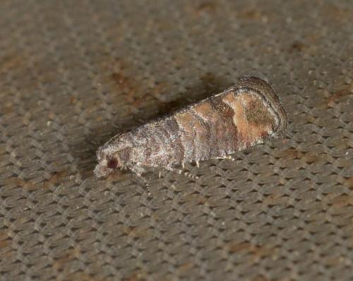 Réf. 233 627 : Clavigesta sp.